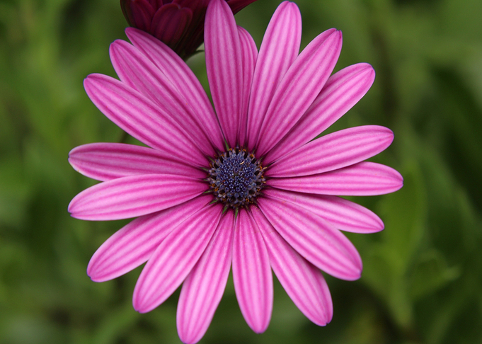 green pink flower