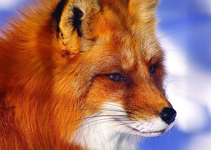 Animal Fox