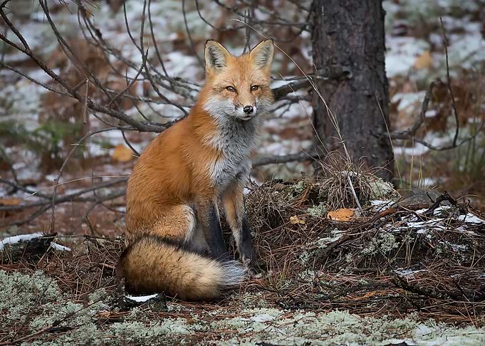 Animal Fox