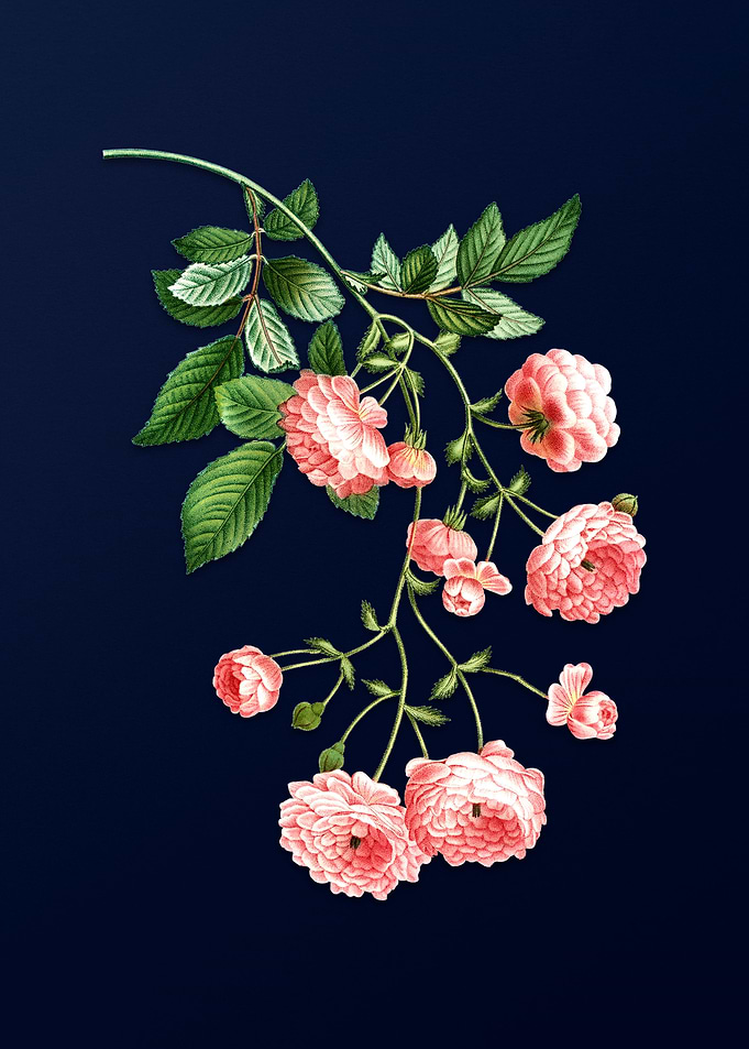 Pink Rambler Roses on Blue