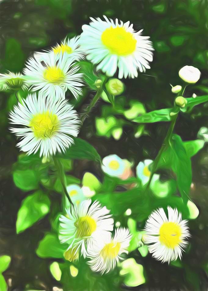 June Wildflowers
