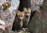 Animal Fox