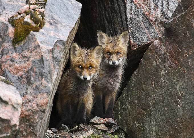 Animal Fox
