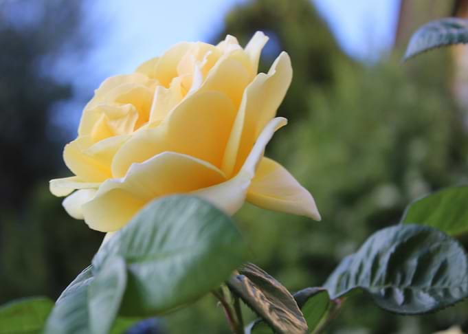 yellow rose