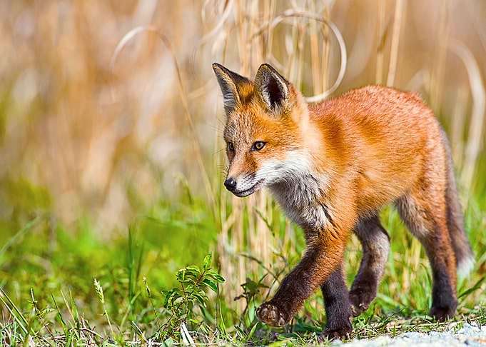 Animal Fox
