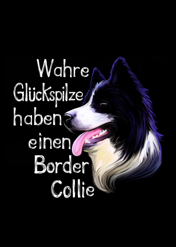 Border Collie Glueckspilz