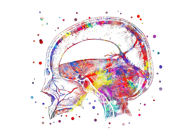 Head veins