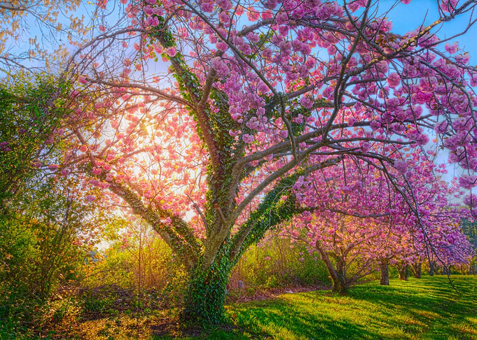 cherry blossom