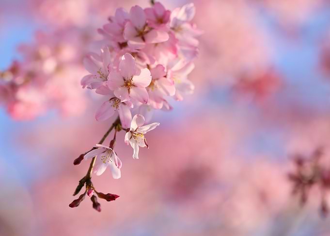 cherry blossom