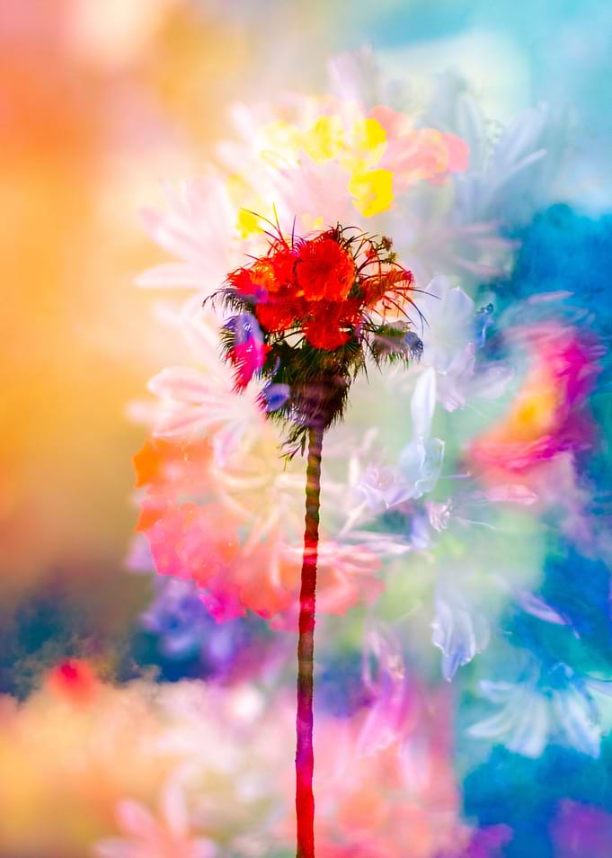 flores