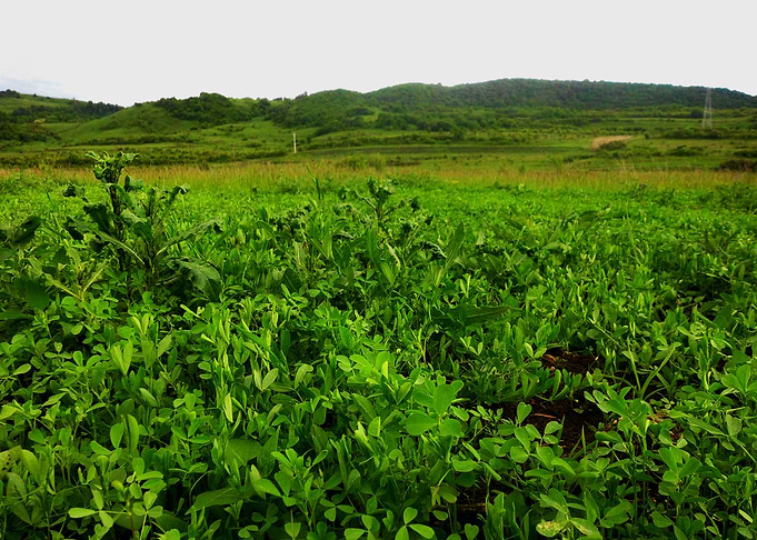 Green field
