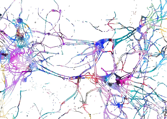 Human cells