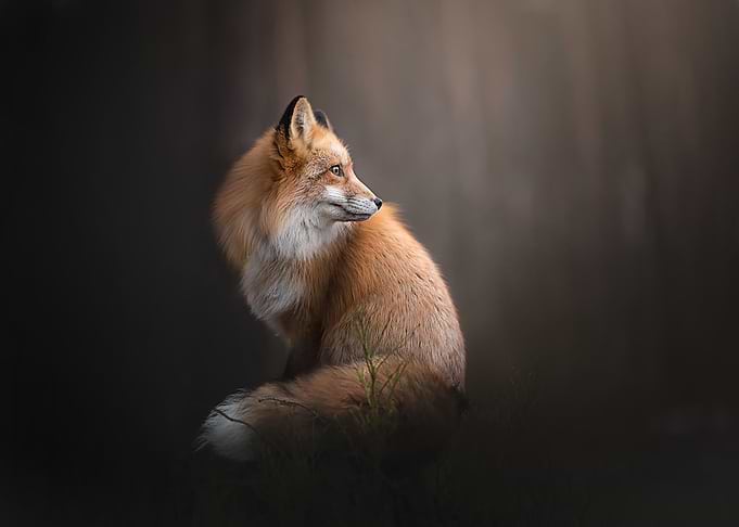 Animal Fox