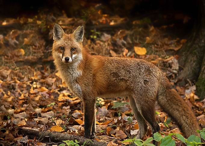 Animal Fox
