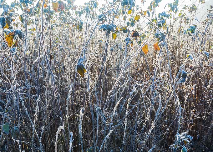 Winter Cold Ice Nature Bra