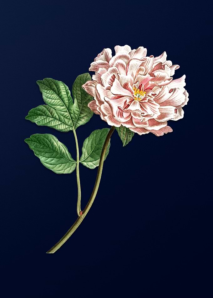 Vintage Tree Peony
