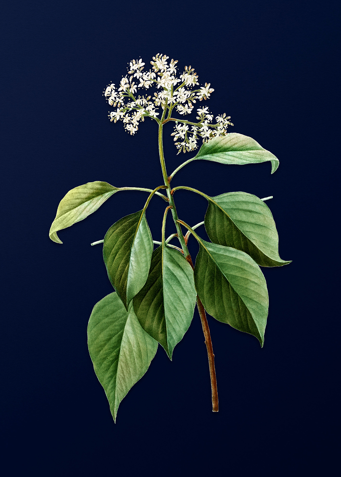 Vintage Pagoda Dogwood
