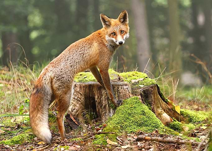 Animal Fox