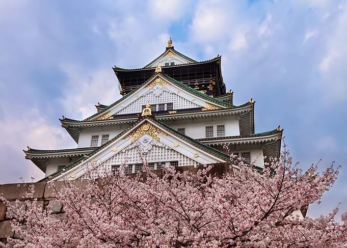 cherry blossom