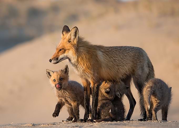 Animal Fox