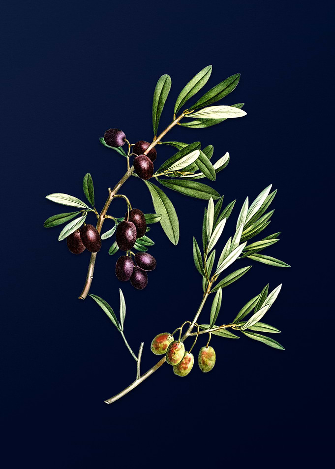 Blue Vintage Olive Branch
