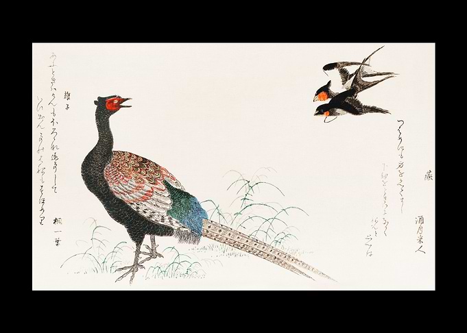 Tsubakura Kiji