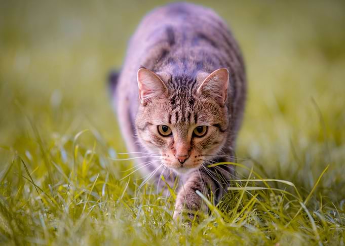 Cats Glance Grass Hunting