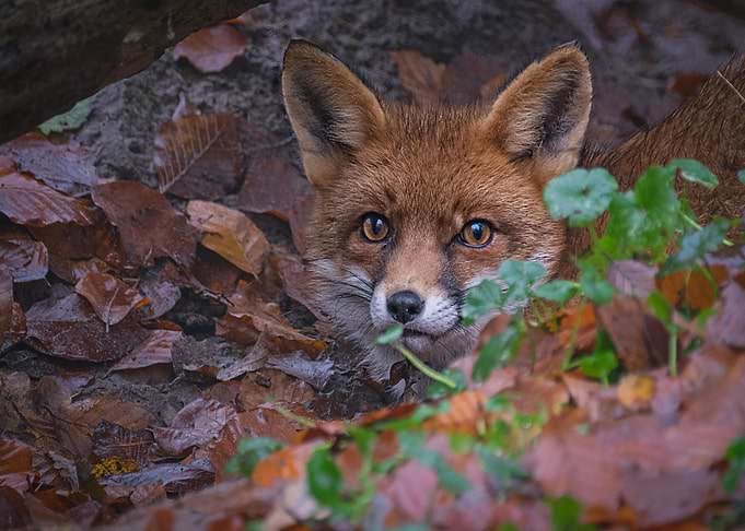 Animal Fox