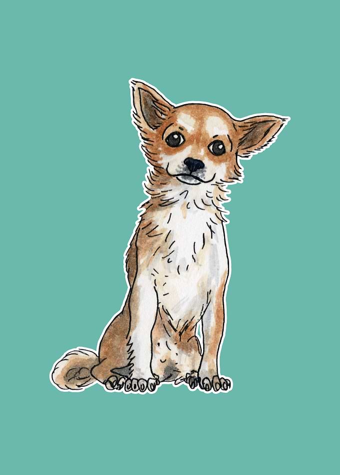 Long hair chihuahua