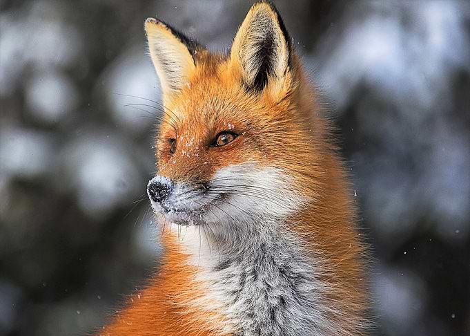 Animal Fox