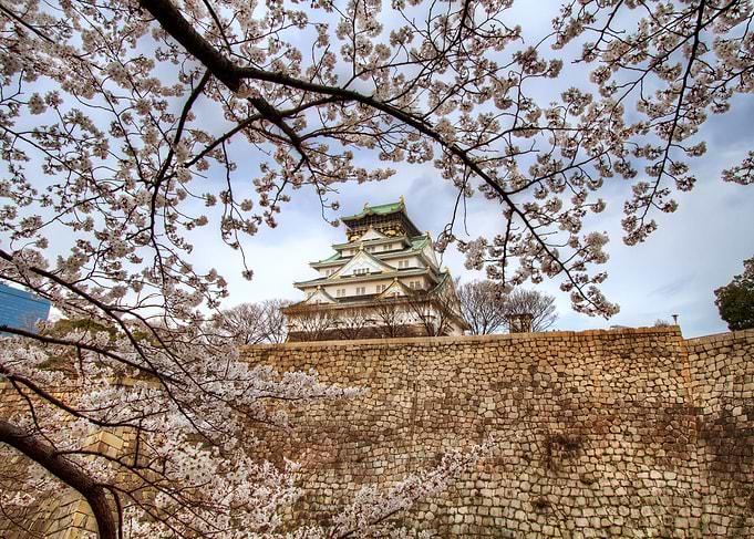 cherry blossom
