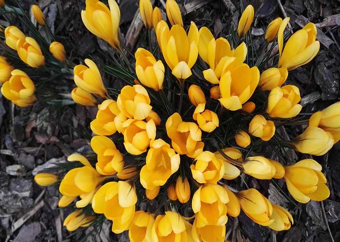yellow tulips flower