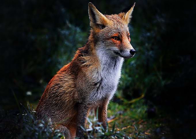 Animal Fox