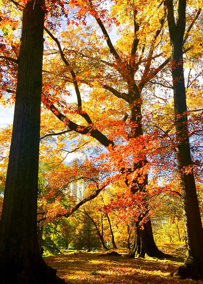 Autumn Leaves Central Park