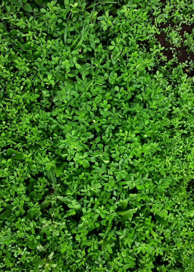 Clover cover