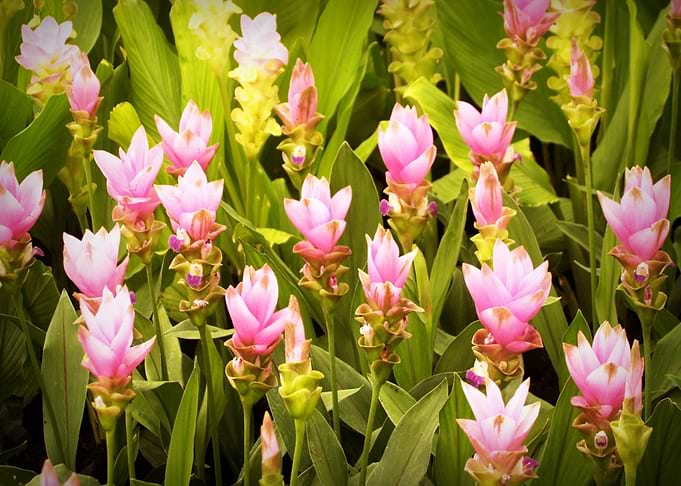 bloom pink flower