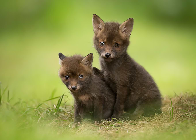 Animal Fox