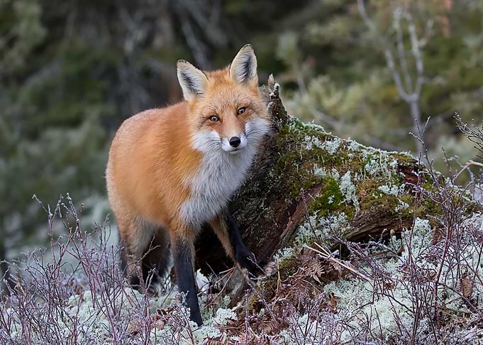 Animal Fox
