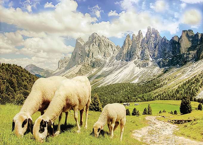 background mountain animal