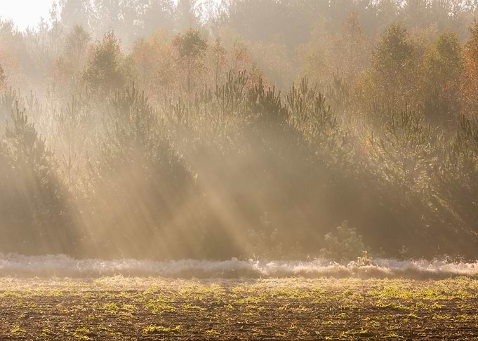 Frosty Frost Rural Season
