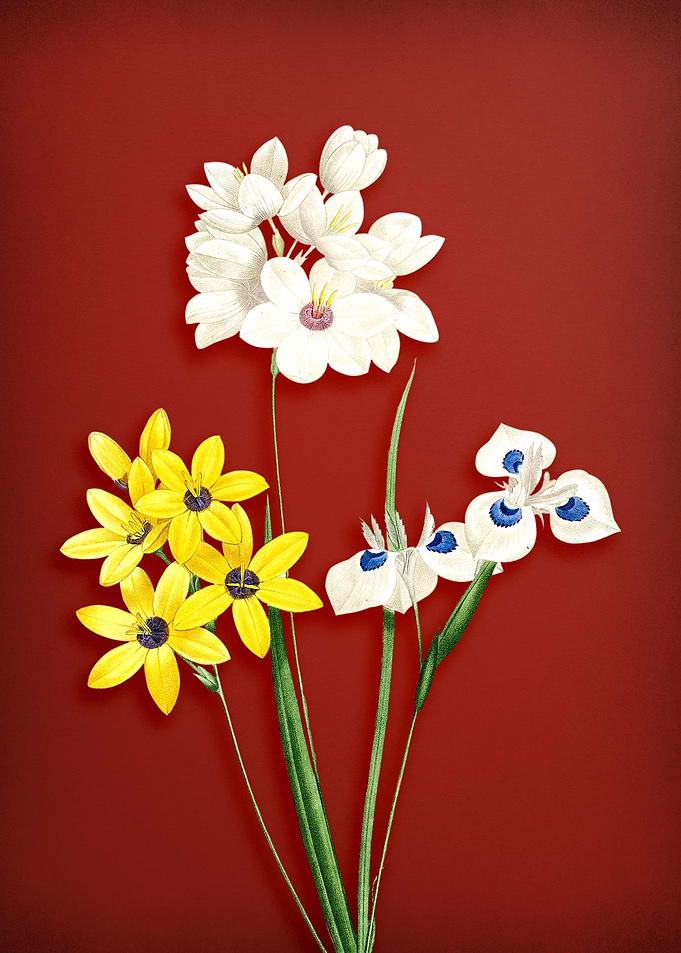 Vintage Corn Lily on Red