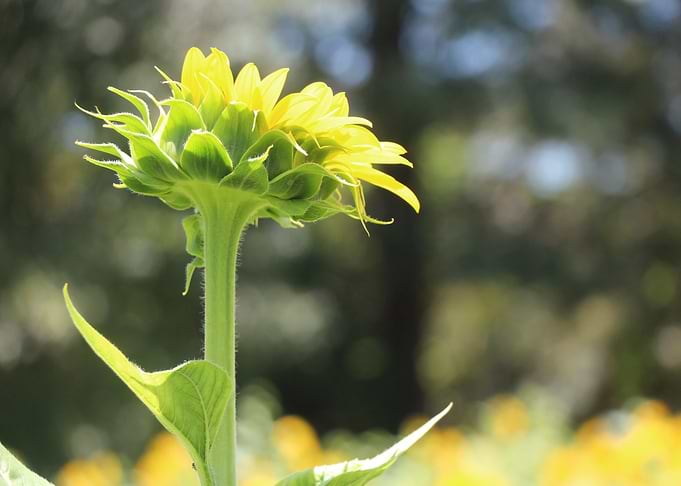 yellow sunflower