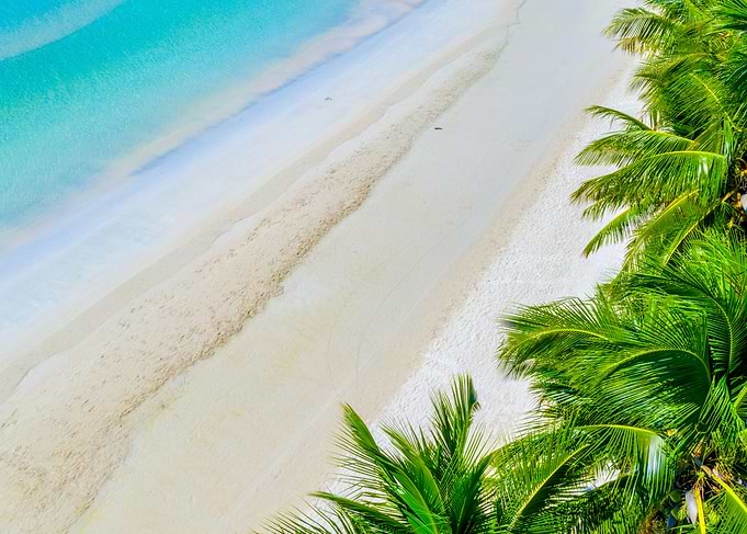 Sea Sand Tree