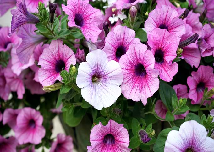 pink white petaled