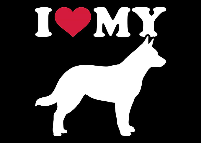 Australian Cattle Dog