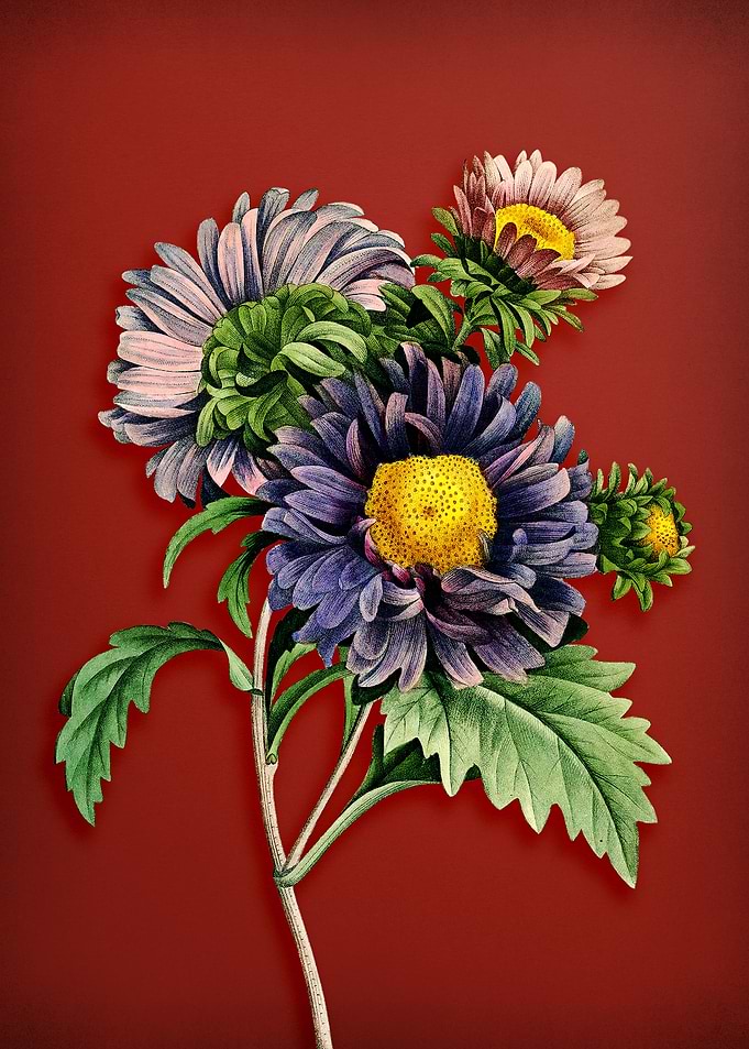 Vintage China Aster on Red