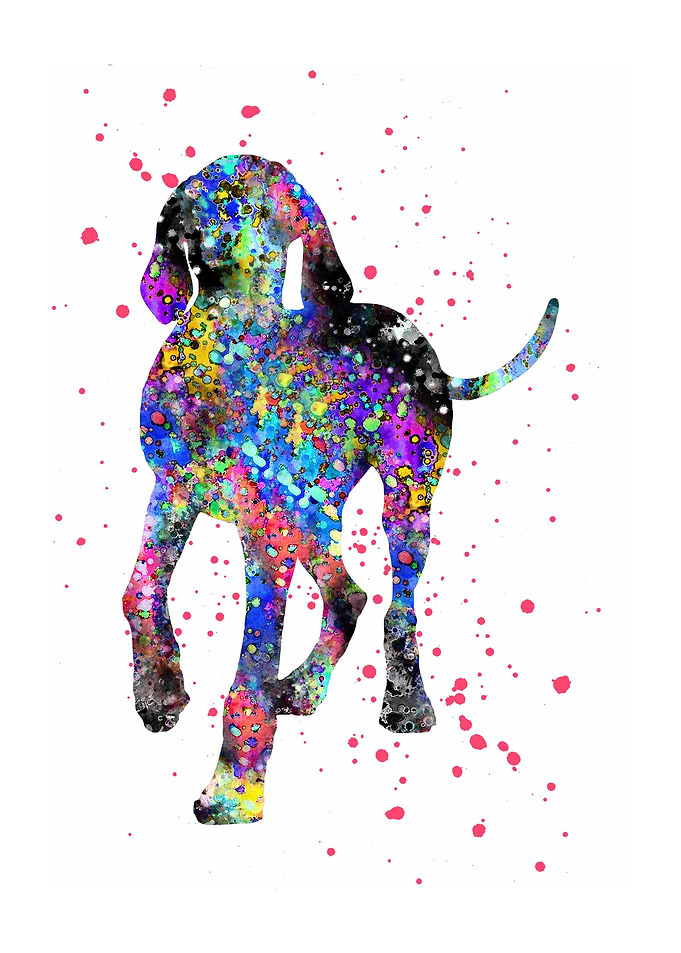 Vizsla