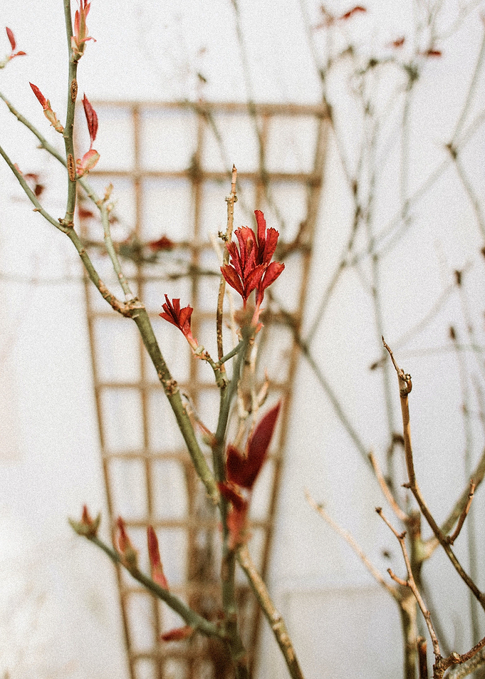 red petaled flower