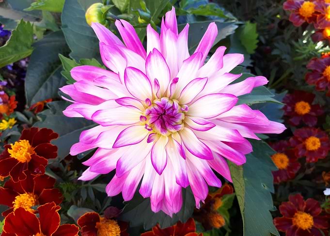purple orange flower