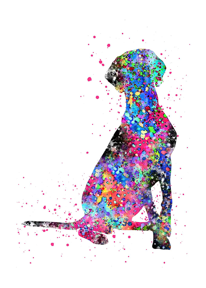 Vizsla